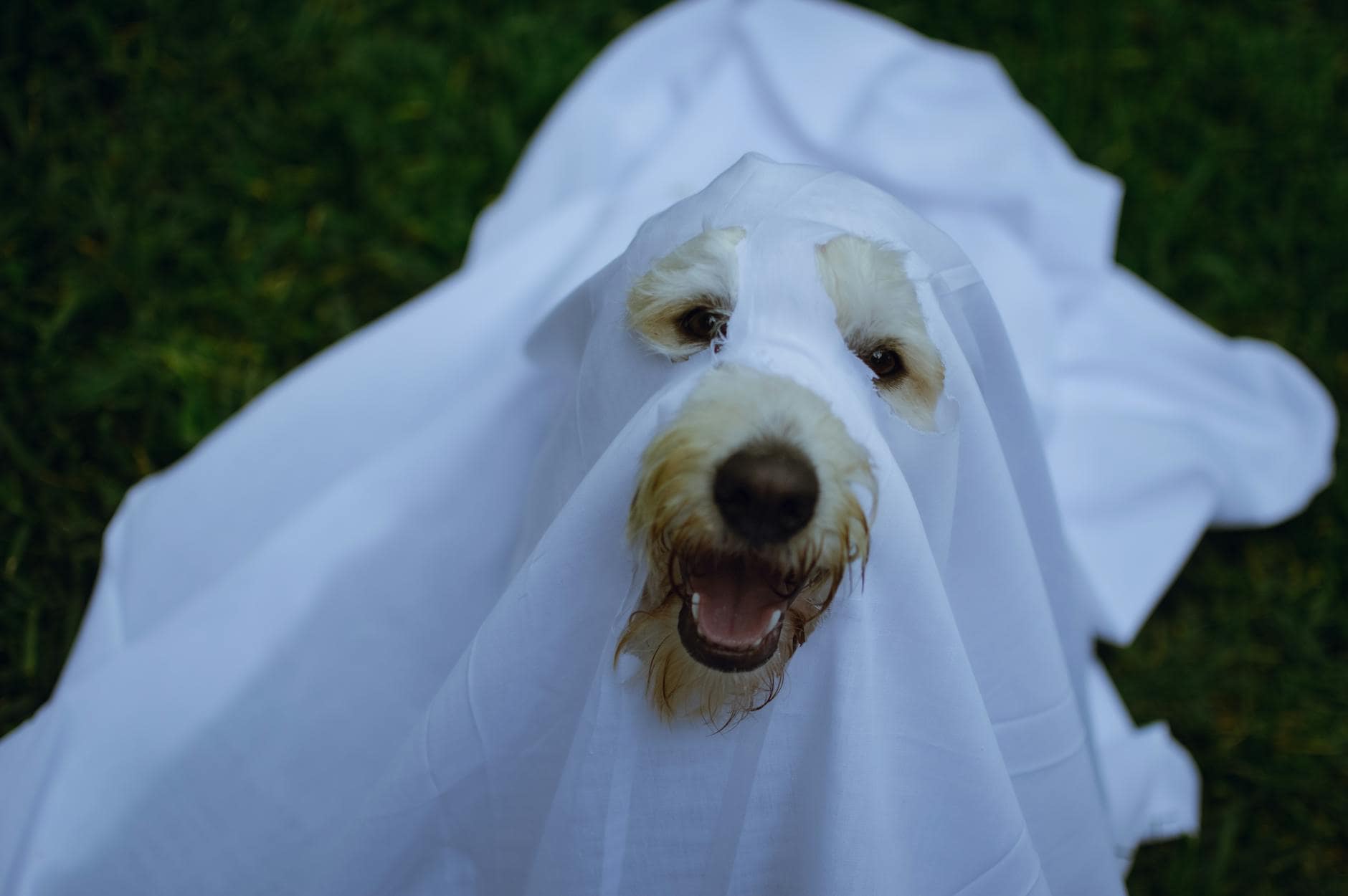 Hotel canino: cómo evaluar adaptación y rutina
