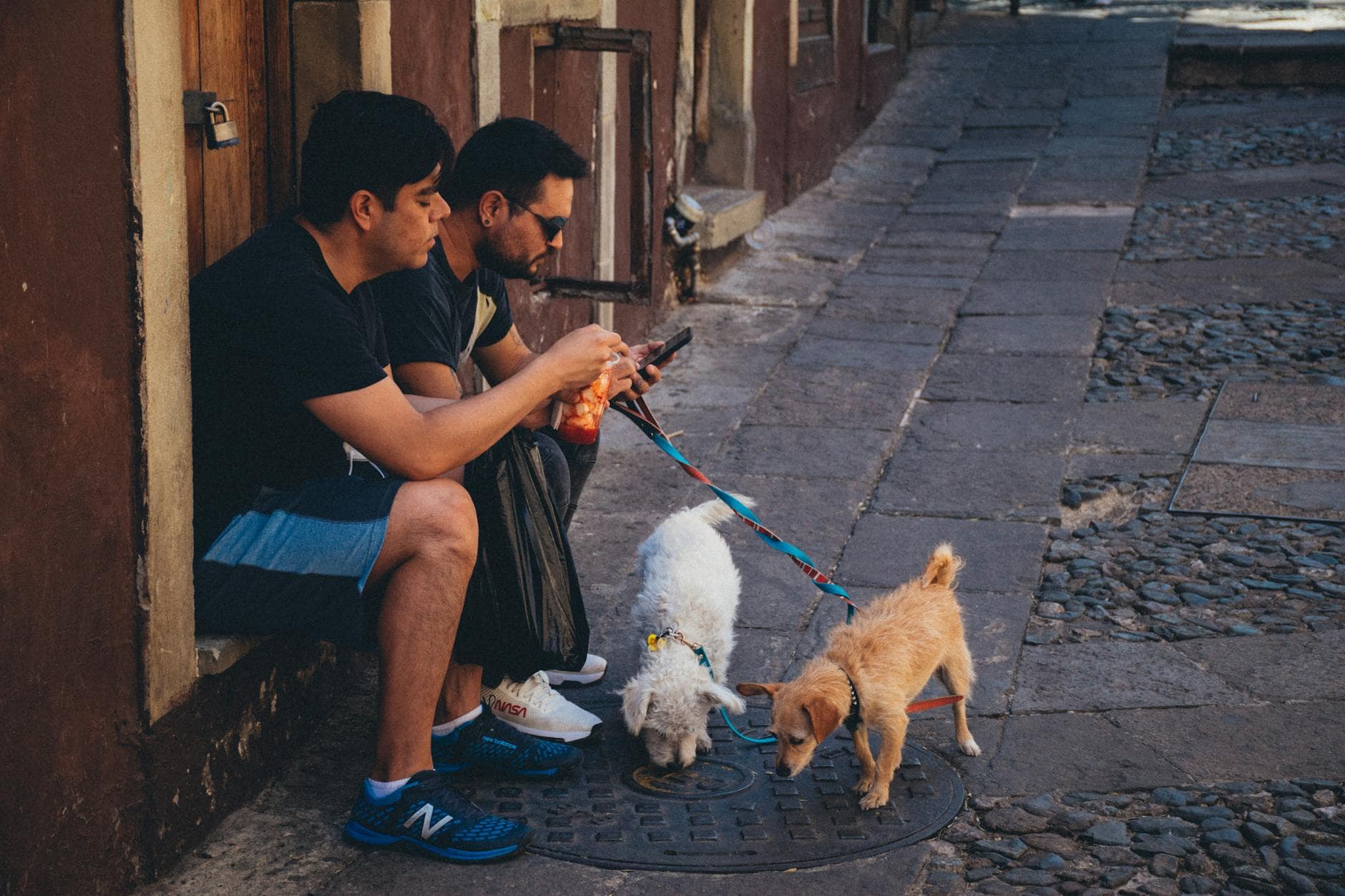 Paseos de perros: rutas, tiempos y seguridad que sí importan