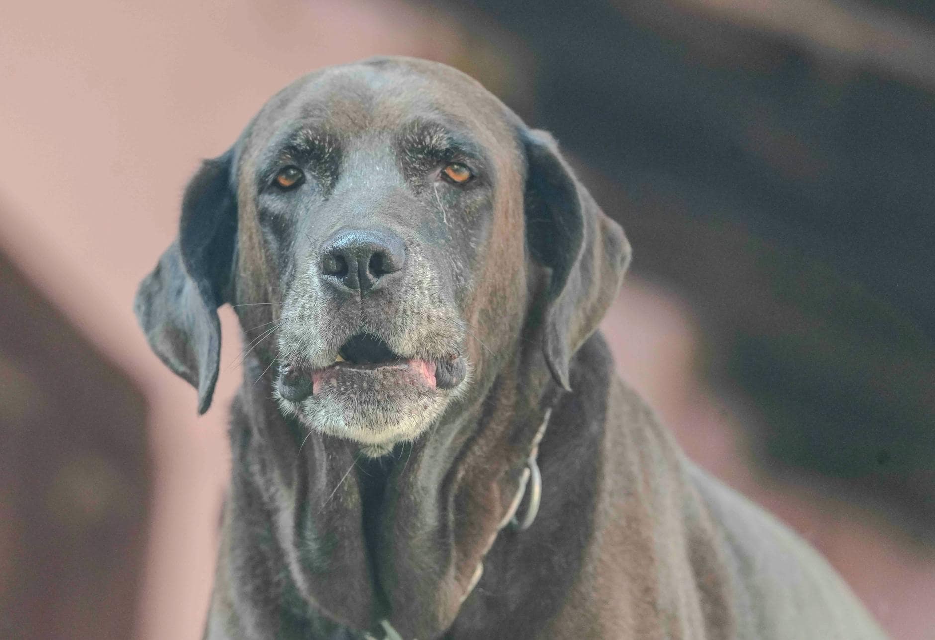 Paseos para perros senior: ritmo, hidratación y confianza